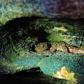 Can You Find Green Salamanders? A Community Searches in the Appalachians